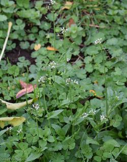 Shepherd's-purse type 28