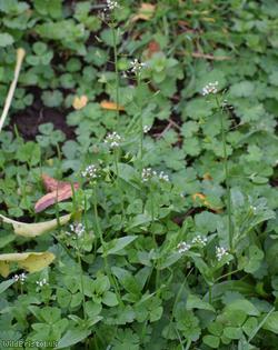 Shepherd's-purse type 28