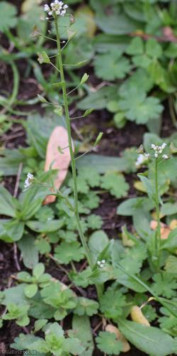 Shepherd's-purse type 28