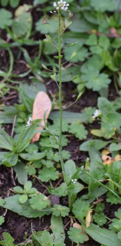 Shepherd's-purse type 28