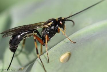 Diadegma Unidentified 1