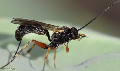 Diadegma Unidentified 1