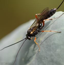 Diadegma Unidentified 1