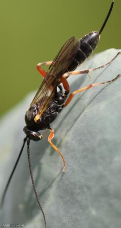 Diadegma Unidentified 1