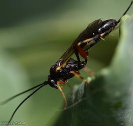 Diadegma Unidentified 1