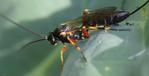 Diadegma Unidentified 1