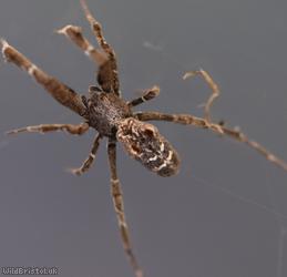 image for Garden Centre Spider