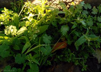 Shepherd's-purse type 58