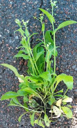 image for Shepherd's-purse type 58