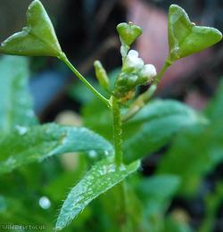 Shepherd's-purse type 58