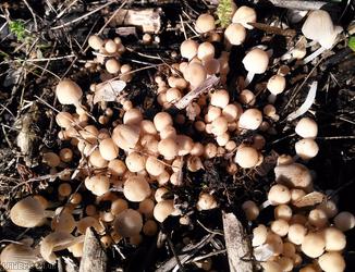 image for Fairy Inkcap