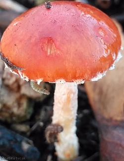 image for Redlead Roundhead