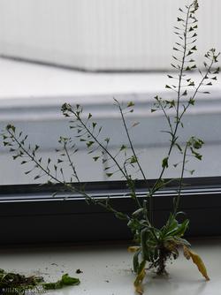 Shepherd's-purse Cheltenham type 3