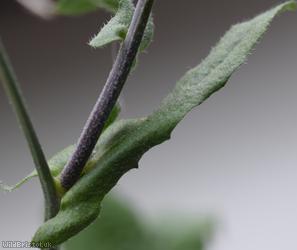 Shepherd's-purse Cheltenham type 3