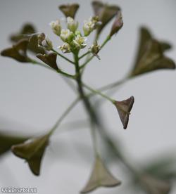 Shepherd's-purse Cheltenham type 3