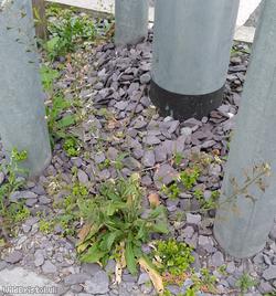 Shepherd's-purse Cheltenham type 3