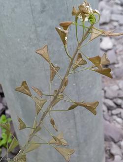 Shepherd's-purse Cheltenham type 3