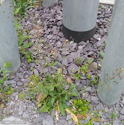 image for Shepherd's-purse Cheltenham type 3