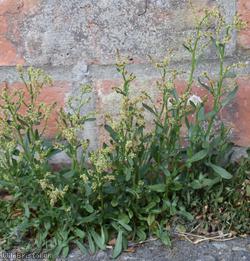 Sheep's Sorrel