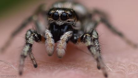 Common Zebra-spider