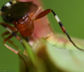 Diplazon laetatorius