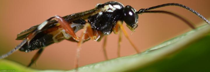 Diplazon laetatorius