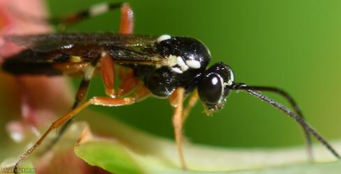 Diplazon laetatorius