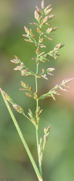 Smooth Meadow-grass
