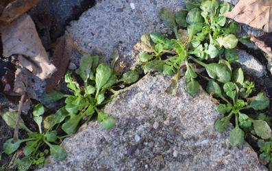 Shepherd's-purse type 16