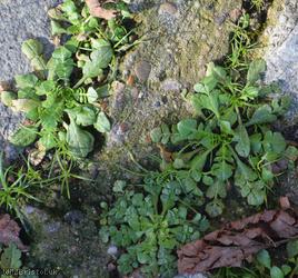 Shepherd's-purse type 16