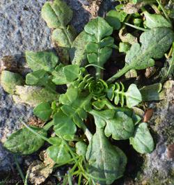 Shepherd's-purse type 16