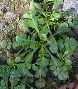 Shepherd's-purse type 16