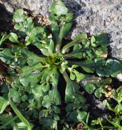 Shepherd's-purse type 16