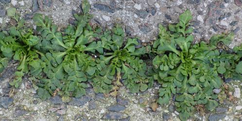 Shepherd's-purse type 16