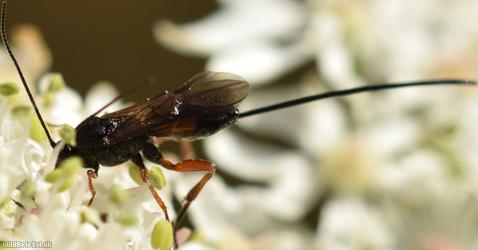 Therophilus Unidentified 1