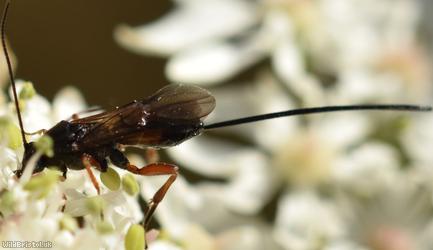 Therophilus Unidentified 1