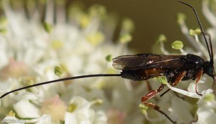 Therophilus Unidentified 1