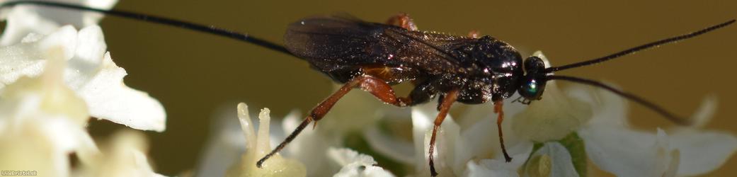 Therophilus Unidentified 1