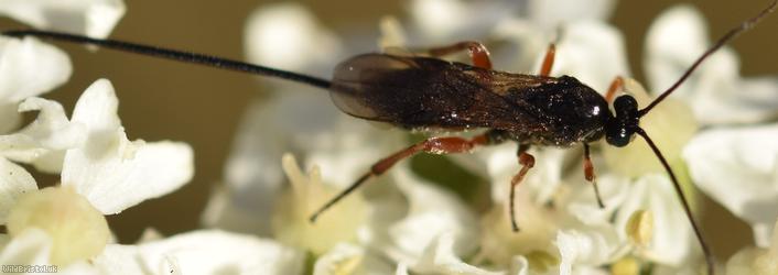 Therophilus Unidentified 1