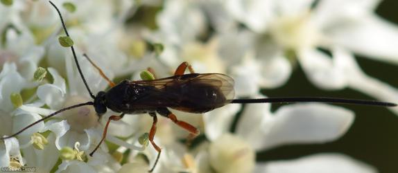 Therophilus Unidentified 1