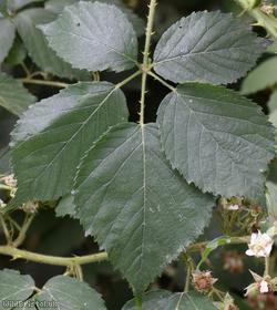 image for Adam's Bramble