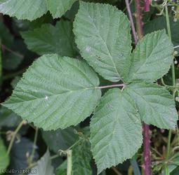 image for Hind's Bramble