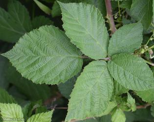 Hind's Bramble