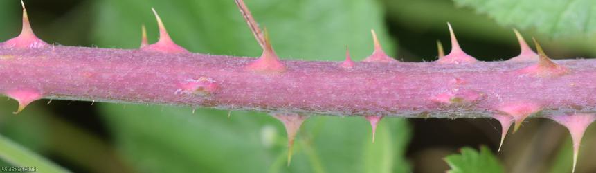 Hind's Bramble