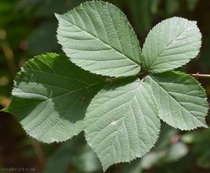 Gariannonum Bramble
