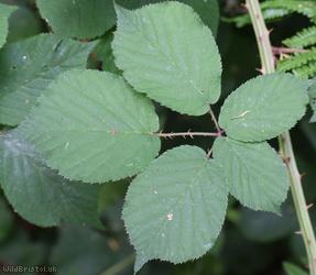 image for Gariannonum Bramble