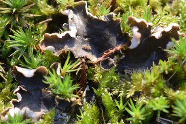 Peltigera hymenina