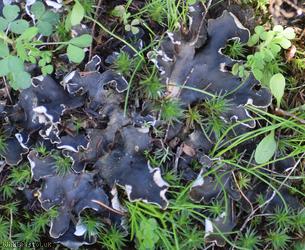 Peltigera hymenina