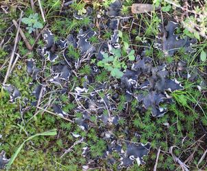 Peltigera hymenina