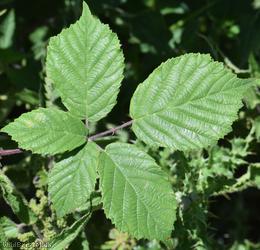 image for Boreau's Bramble